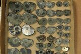 Lot: Cut & Polished, Pyrite Replaced Ammonite Pairs - Pieces #276571-1